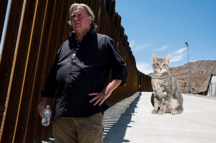 bannon and cat