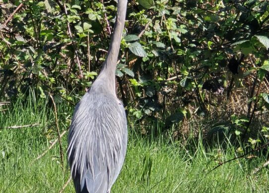 Harry Heron