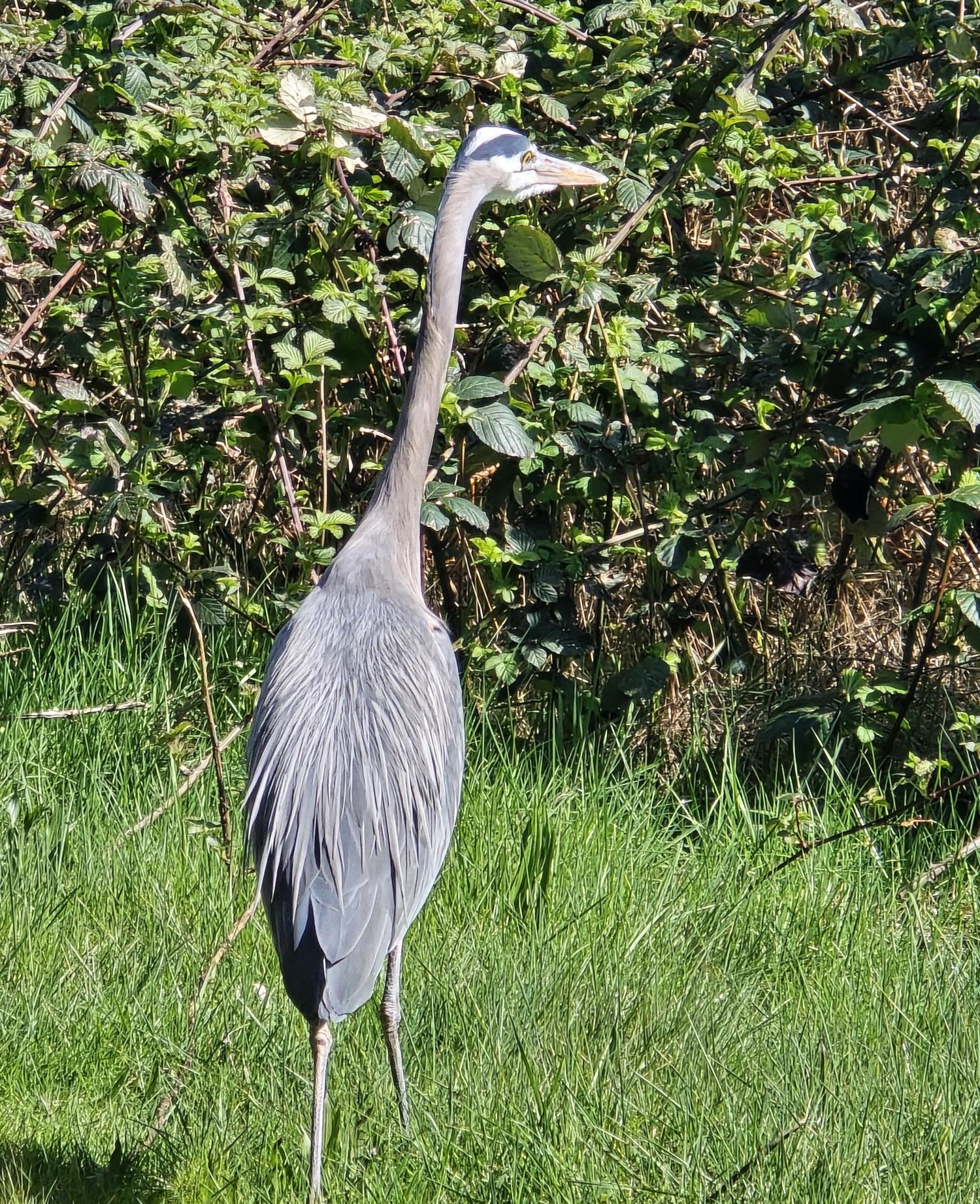 Harry Heron